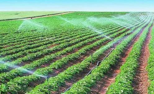 黑鸡巴干女人农田高 效节水灌溉